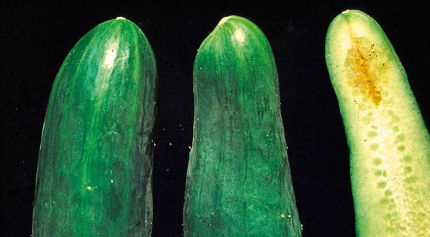Mycosphaerella Mycosphaerella