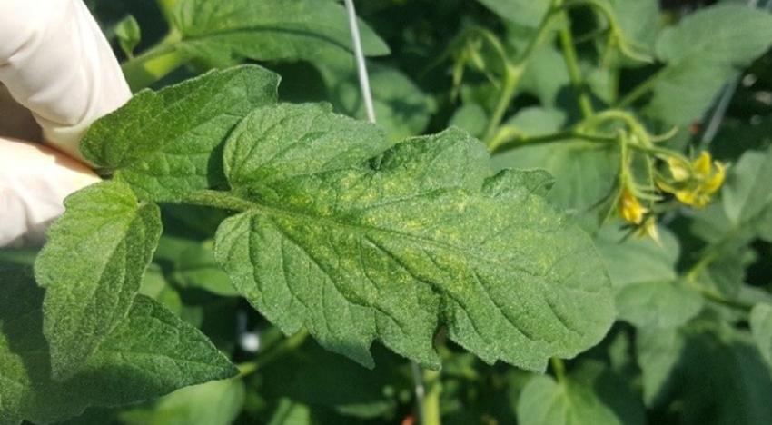 Switchable optical filters: the future of greenhouse covering materials?