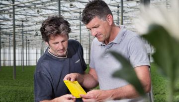 Chrysanthemum growers finally get thrips control back on track