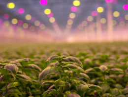 ‘We aim to grow the best basil in Europe’