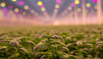 ‘We aim to grow the best basil in Europe’
