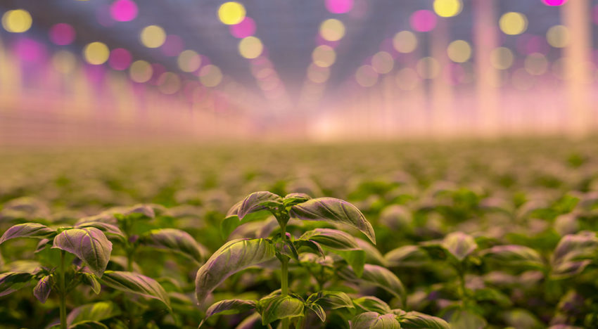 ‘We aim to grow the best basil in Europe’