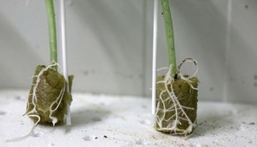 LED light catching on in fruiting vegetable propagation