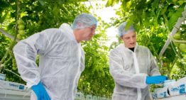 One drainage slit per plant distributes nutrients more evenly