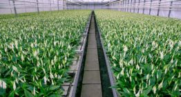 When each leaf counts, leaf samples can point to plant’s needs