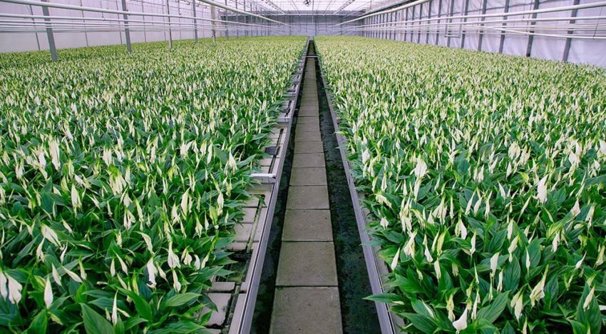 When each leaf counts, leaf samples can point to plant’s needs