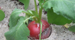 Rhizoctonia