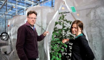 New predatory bug limits establishment of Nesi in tomato