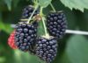 Research sheds new light on raspberries and blackberries