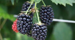 Research sheds new light on raspberries and blackberries