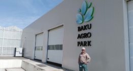 Dutch growers grow pink tomatoes in Azerbaijan for Russian market