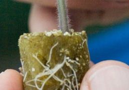 In the past the use of rootstocks represented an important step in the fight against soil-borne diseases. But rootstocks offer many more possibilities: Improved vigour, setting, flower and fruit quality.