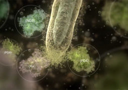 Soil is a living organism is the title of a new 12-minute explanatory video by Plant Health Cure
