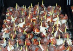 The Greenhouse Horticulture and Bulbs, Trees and Fruit business units are launching an Evergreen project to carry out research into bulb production