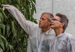 Researchers are working on a nutritional regime in which the amount of feed and water given to the plants gradually decreases towards the end of cultivation