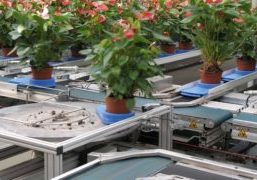 Research shows that movement and touch (also as plants rub against each other) slow down growth. That can be frustrating but you can also use it to your advantage.