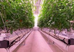 Certhon Innovation Centre for daylight-less cultivation
