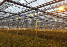 The use of Direct Current in greenhouse horticulture appears to be a very promising alternative. A pilot in the greenhouse horticulture sector demonstrated a positive business case for the use of Direct Current (DC) for greater durability of components, as well as cost and material savings.