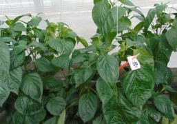 Foto 1 DSC08192-1000x600