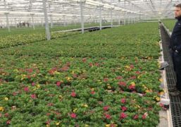 Biochar is a type of charcoal which looks set to become widely available on the market in future. This product could have potential for horticulture