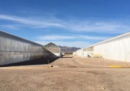 vegetable production company Agrícola Zarattini grows peppers, tomatoes, broccoli, asparagus and strawberries, predominantly for export markets.