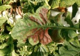 Magnesium deficiency in gerbera appears as red discolouration.