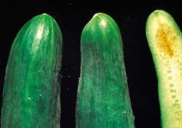 Groot Mycosphaerella 1 WUR 1000x600