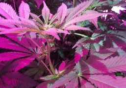 A study by Wageningen University and Research showed that medicinal cannabis is easy to grow under strong light.