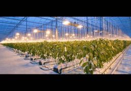 modern Dutch greenhouse with bell peppers