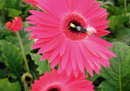 A different growing strategy is a potential key to saving energy. An important part of this is to slow down transpiration.