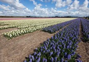 Four plants have been selected for further research based on the ‘Plants4Cosmetics’ study