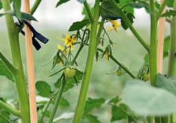 We still know too little about flowering which is sometimes difficult when working with new crops. A lot of research has been carried out